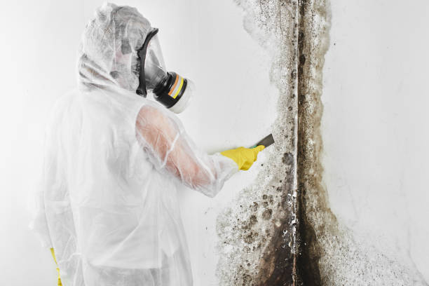 Best Crawl Space Mold Remediation in Harriman, TN