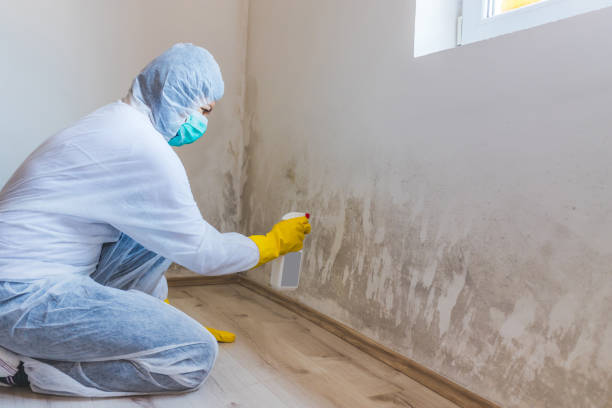 Professional Mold Remediation in Harriman, TN