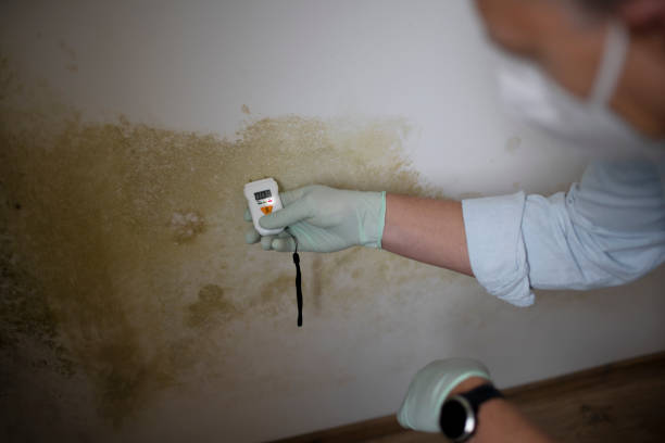 Best Industrial Mold Remediation in Harriman, TN