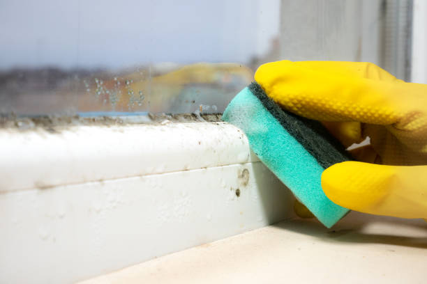  Harriman, TN Mold Removal Pros