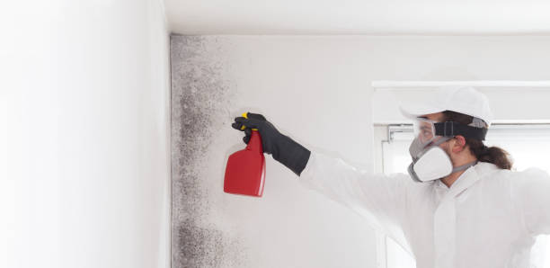 Best Post-Remediation Services in Harriman, TN
