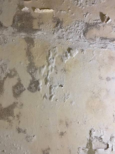 Best Bathroom Mold Remediation in Harriman, TN