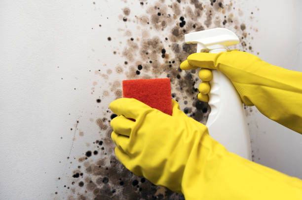 Best Basement Mold Remediation in Harriman, TN