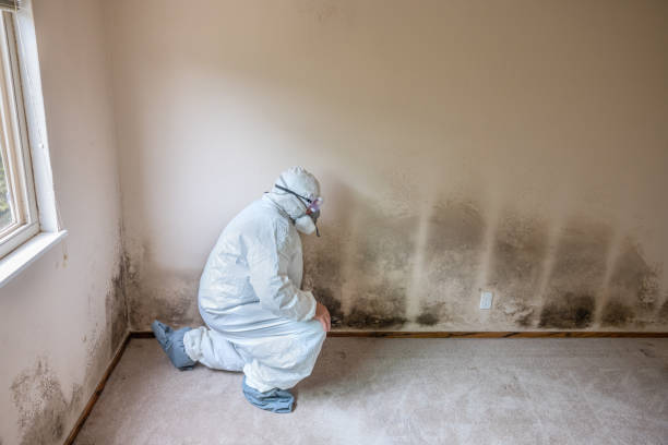Best Kitchen Mold Remediation in Harriman, TN
