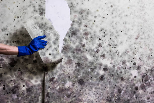 Best Industrial Mold Remediation in Harriman, TN